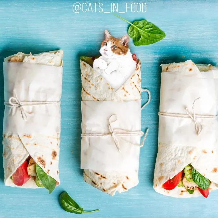 I Started Photoshopping Cats Into Food, And Somehow Ended Up Getting 74,000 Followers On Instagram