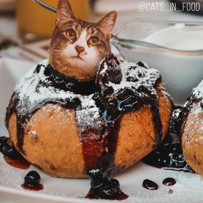 I Started Photoshopping Cats Into Food, And Somehow Ended Up Getting 74,000 Followers On Instagram