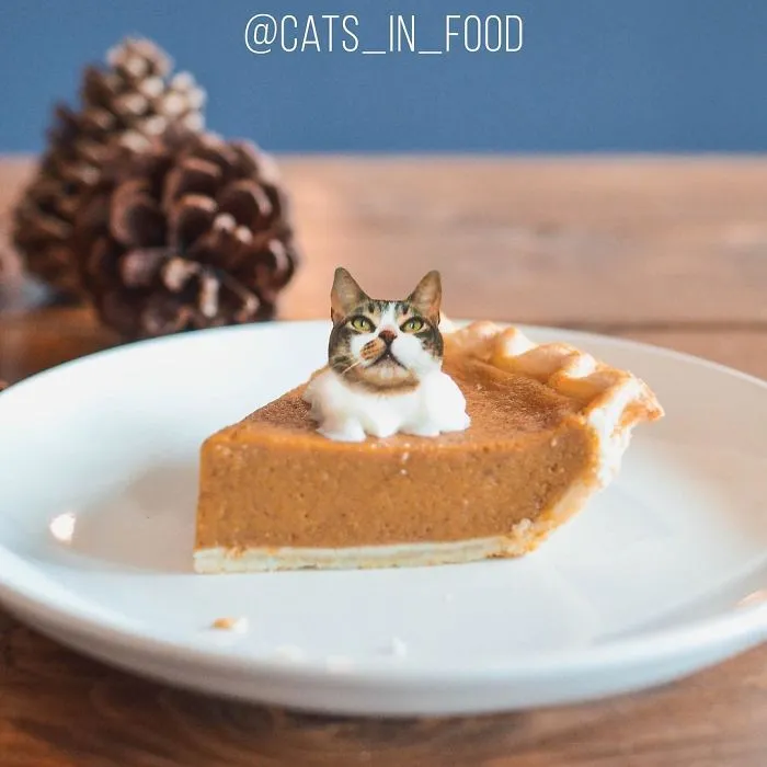 I Started Photoshopping Cats Into Food, And Somehow Ended Up Getting 74,000 Followers On Instagram