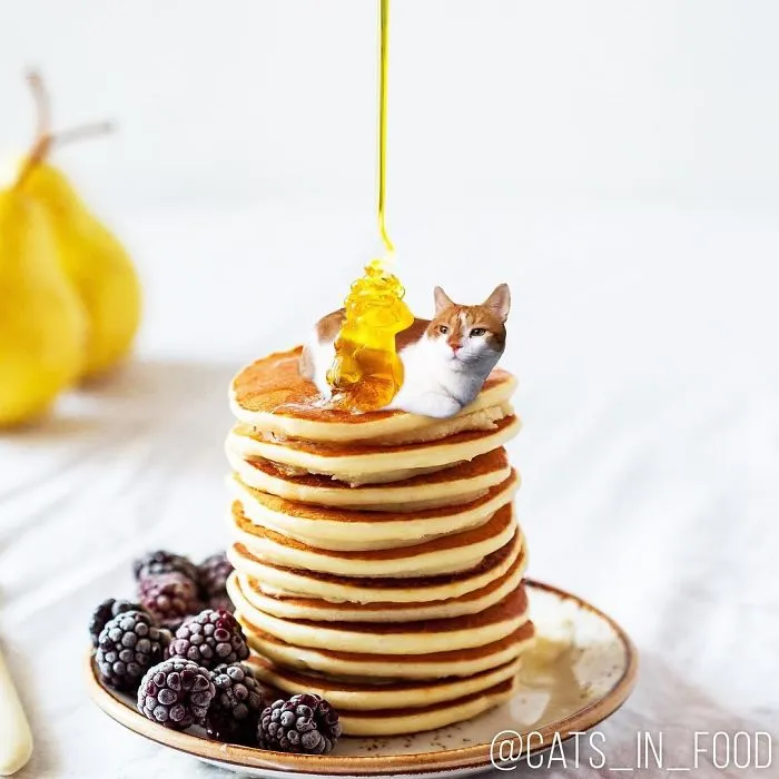 I Started Photoshopping Cats Into Food, And Somehow Ended Up Getting 74,000 Followers On Instagram