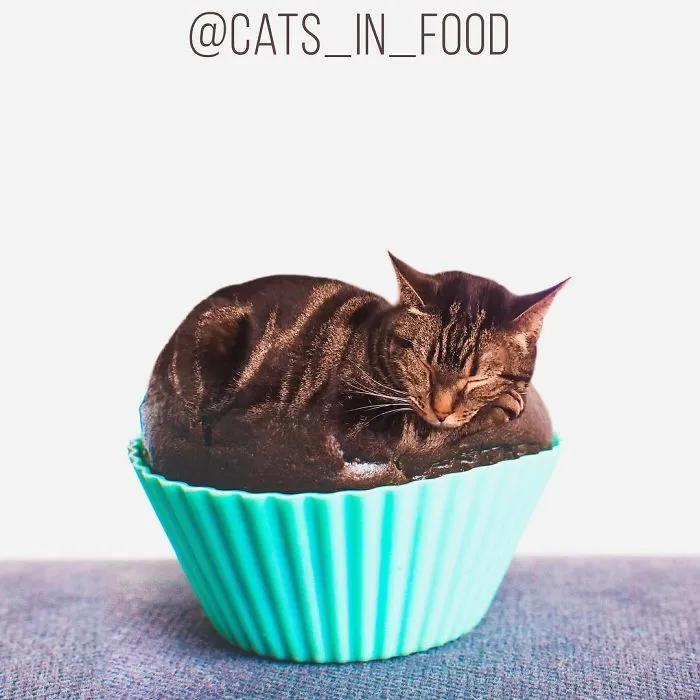 I Started Photoshopping Cats Into Food, And Somehow Ended Up Getting 74,000 Followers On Instagram