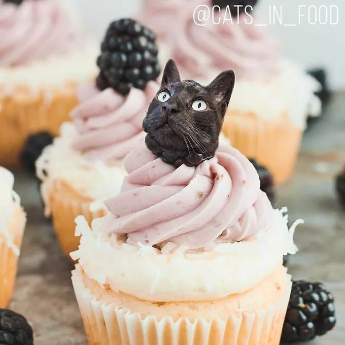 I Started Photoshopping Cats Into Food, And Somehow Ended Up Getting 74,000 Followers On Instagram