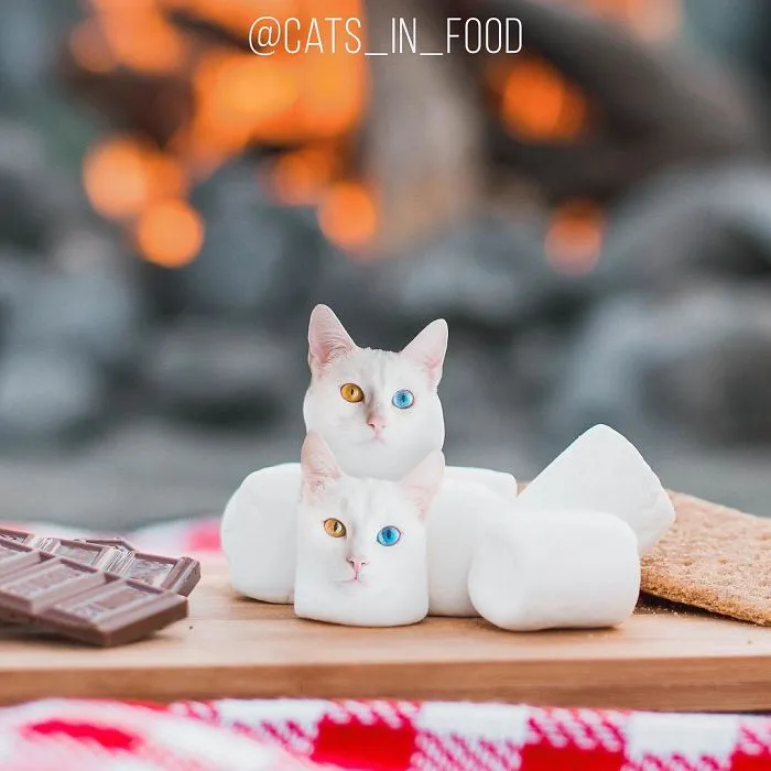 I Started Photoshopping Cats Into Food, And Somehow Ended Up Getting 74,000 Followers On Instagram