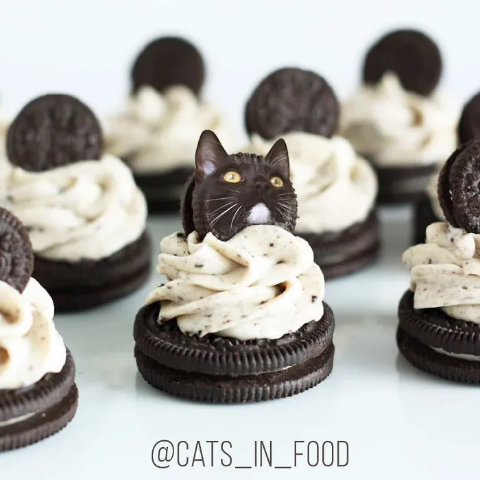 I Started Photoshopping Cats Into Food, And Somehow Ended Up Getting 74,000 Followers On Instagram