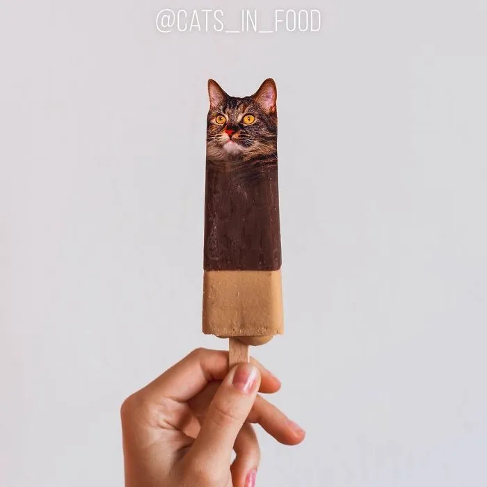 I Started Photoshopping Cats Into Food, And Somehow Ended Up Getting 74,000 Followers On Instagram