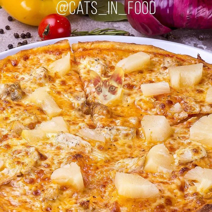 I Started Photoshopping Cats Into Food, And Somehow Ended Up Getting 74,000 Followers On Instagram