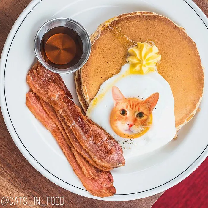 I Started Photoshopping Cats Into Food, And Somehow Ended Up Getting 74,000 Followers On Instagram