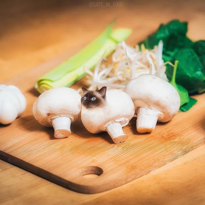 I Started Photoshopping Cats Into Food, And Somehow Ended Up Getting 74,000 Followers On Instagram
