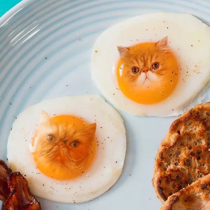 I Started Photoshopping Cats Into Food, And Somehow Ended Up Getting 74,000 Followers On Instagram