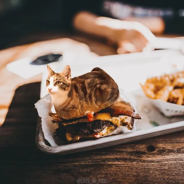 I Started Photoshopping Cats Into Food, And Somehow Ended Up Getting 74,000 Followers On Instagram