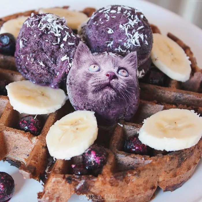 I Started Photoshopping Cats Into Food, And Somehow Ended Up Getting 74,000 Followers On Instagram