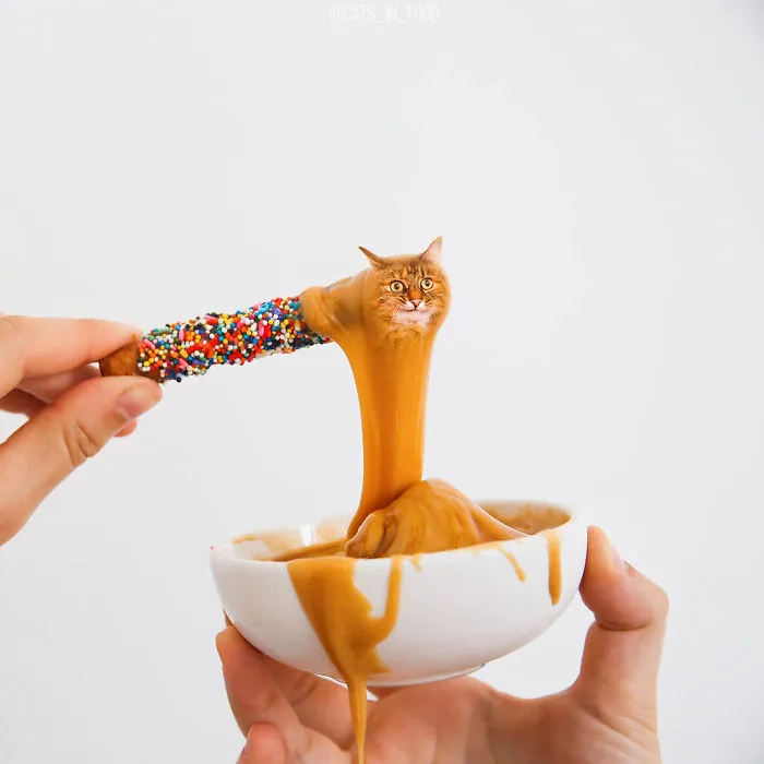 I Started Photoshopping Cats Into Food, And Somehow Ended Up Getting 74,000 Followers On Instagram