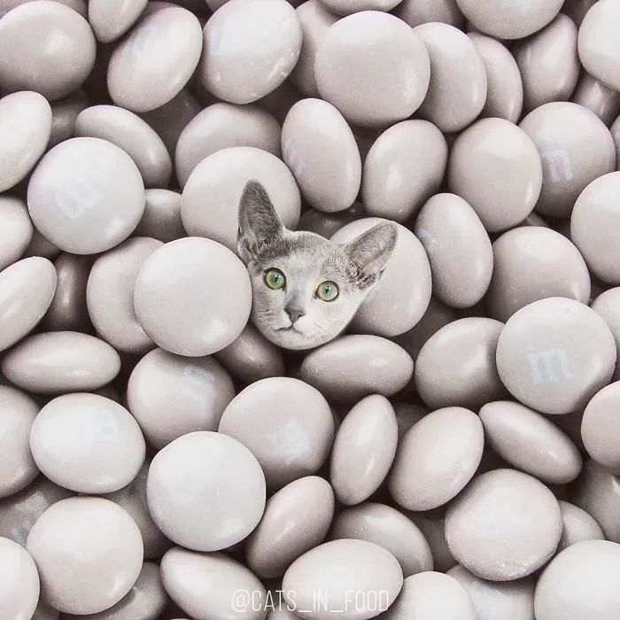 I Started Photoshopping Cats Into Food, And Somehow Ended Up Getting 74,000 Followers On Instagram