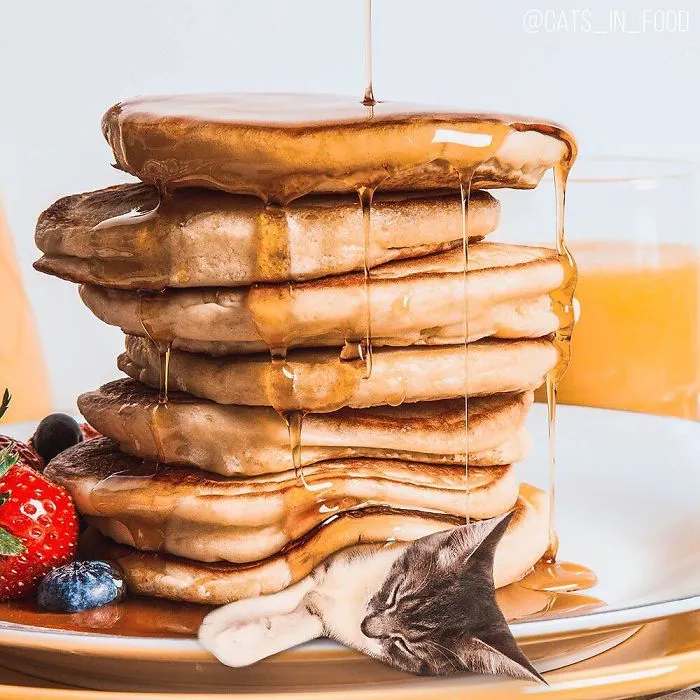 I Started Photoshopping Cats Into Food, And Somehow Ended Up Getting 74,000 Followers On Instagram