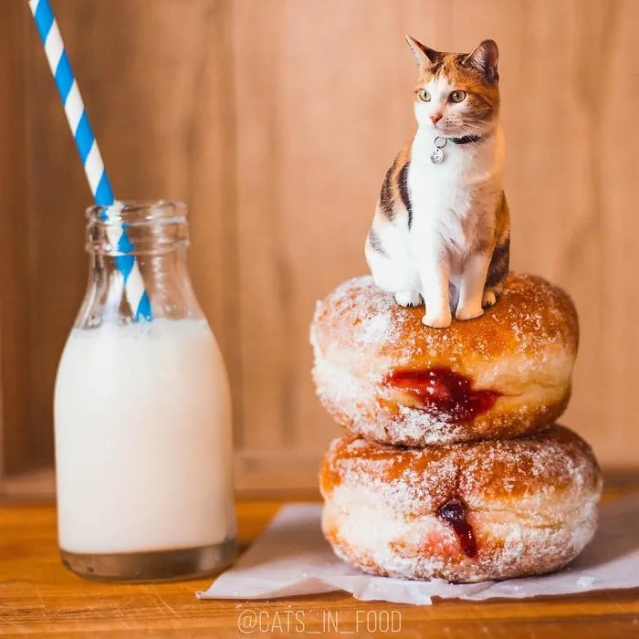 I Started Photoshopping Cats Into Food, And Somehow Ended Up Getting 74,000 Followers On Instagram