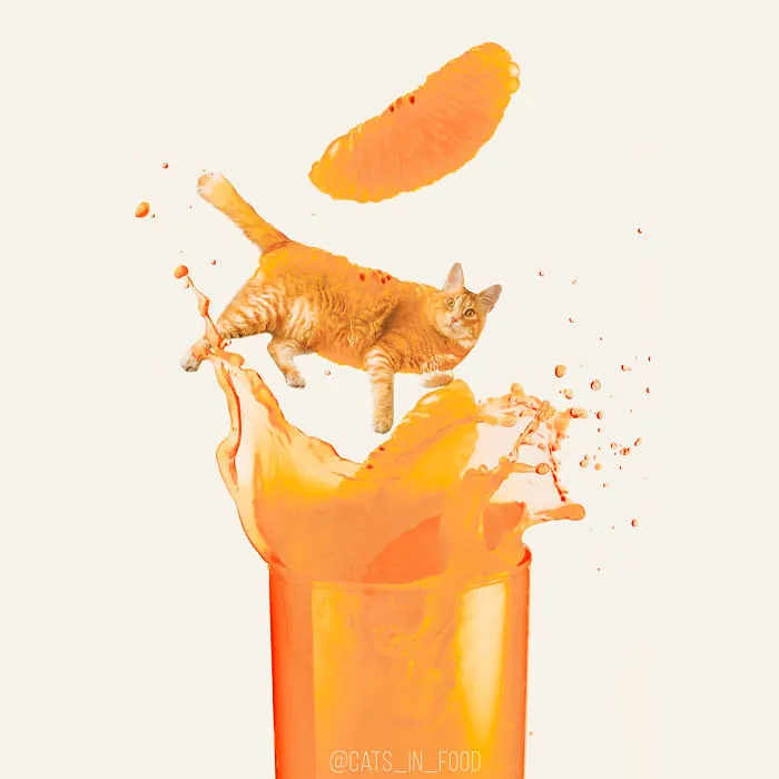 I Started Photoshopping Cats Into Food, And Somehow Ended Up Getting 74,000 Followers On Instagram