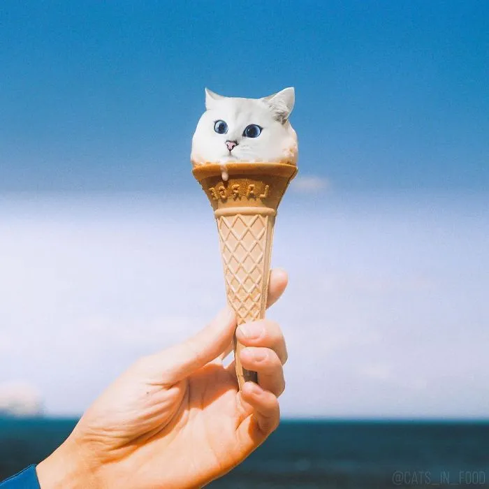 I Started Photoshopping Cats Into Food, And Somehow Ended Up Getting 74,000 Followers On Instagram