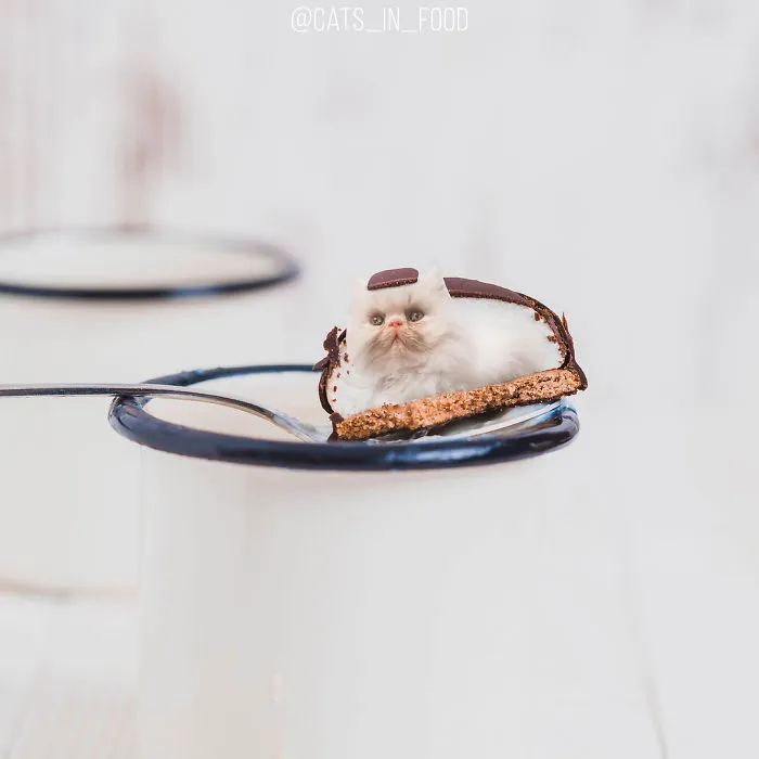 I Started Photoshopping Cats Into Food, And Somehow Ended Up Getting 74,000 Followers On Instagram