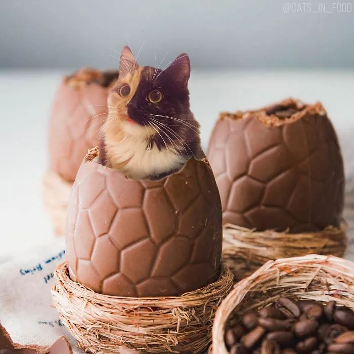 I Started Photoshopping Cats Into Food, And Somehow Ended Up Getting 74,000 Followers On Instagram