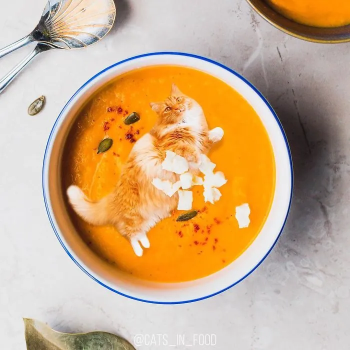 I Started Photoshopping Cats Into Food, And Somehow Ended Up Getting 74,000 Followers On Instagram