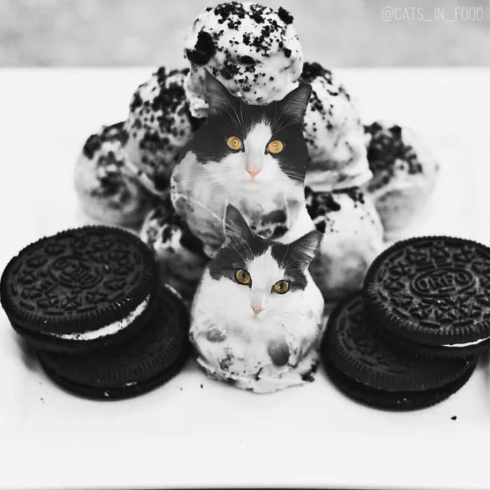I Started Photoshopping Cats Into Food, And Somehow Ended Up Getting 74,000 Followers On Instagram