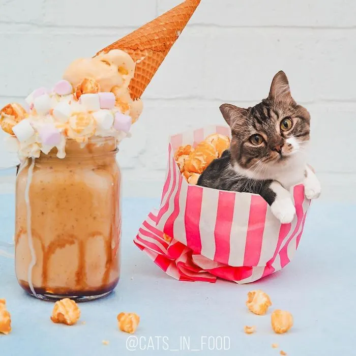 I Started Photoshopping Cats Into Food, And Somehow Ended Up Getting 74,000 Followers On Instagram