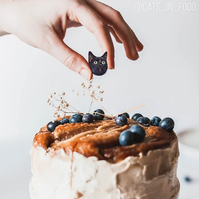 I Started Photoshopping Cats Into Food, And Somehow Ended Up Getting 74,000 Followers On Instagram