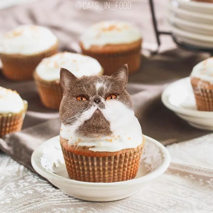 I Started Photoshopping Cats Into Food, And Somehow Ended Up Getting 74,000 Followers On Instagram
