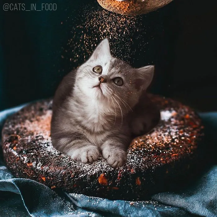 I Started Photoshopping Cats Into Food, And Somehow Ended Up Getting 74,000 Followers On Instagram
