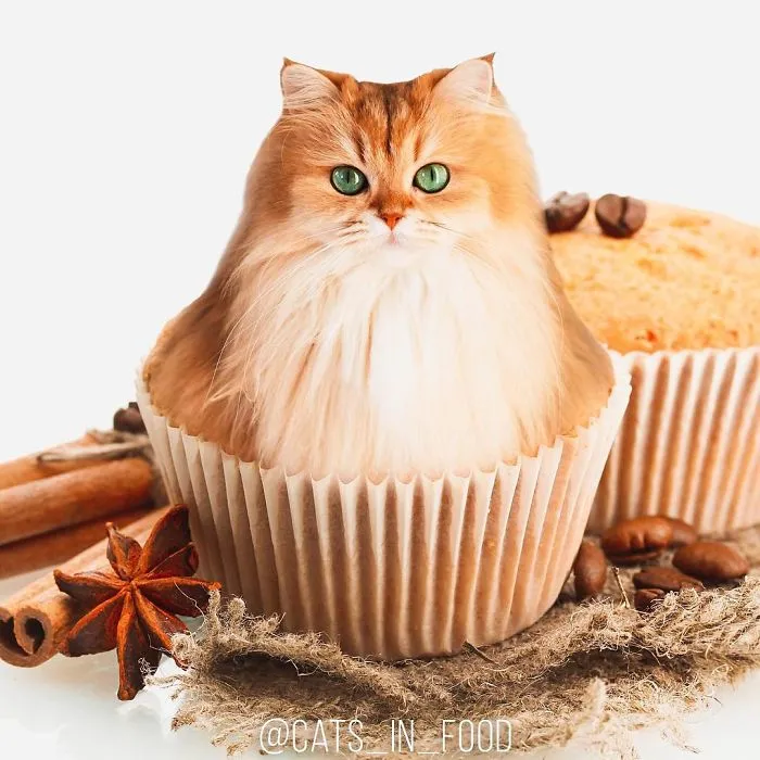 I Started Photoshopping Cats Into Food, And Somehow Ended Up Getting 74,000 Followers On Instagram