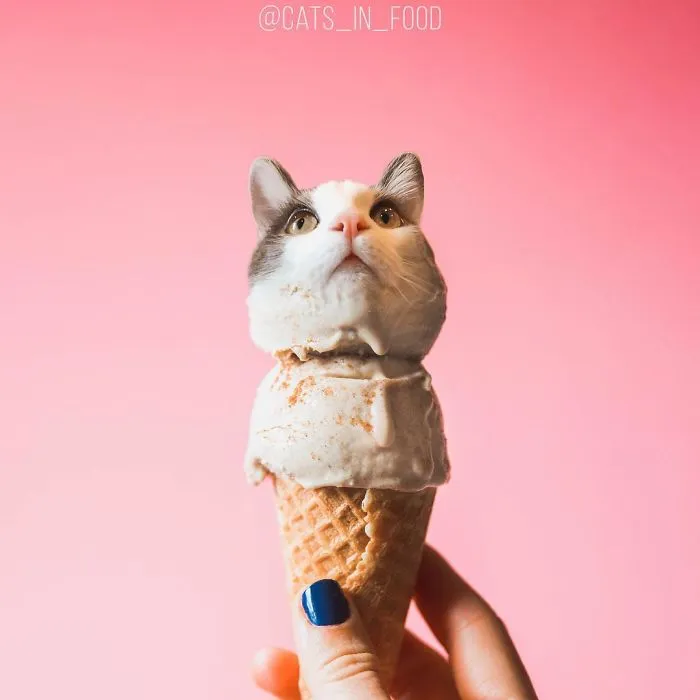 I Started Photoshopping Cats Into Food, And Somehow Ended Up Getting 74,000 Followers On Instagram
