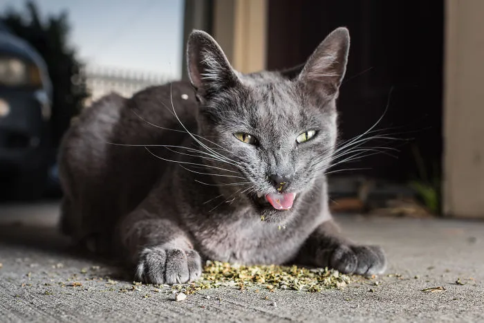 Hago fotos a gatos puestos de nébeda, y es muy divertido (19 imágenes)