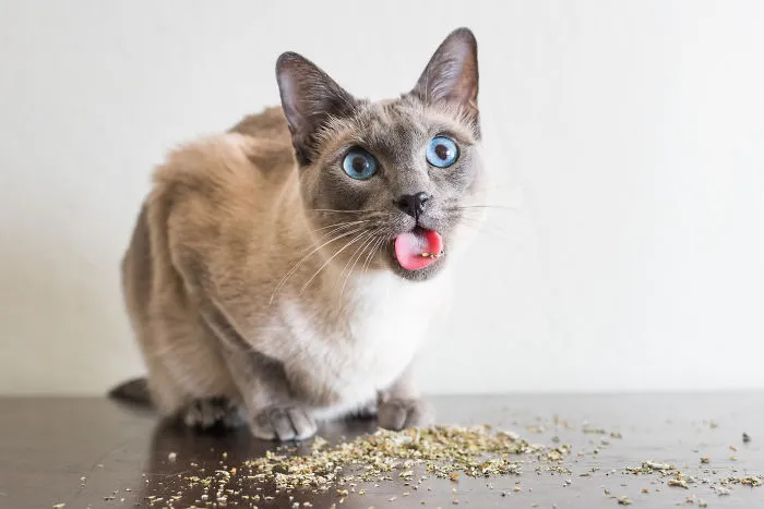 Hago fotos a gatos puestos de nébeda, y es muy divertido (19 imágenes)