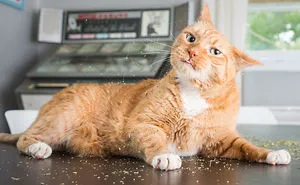 I Take Photos Of Cats High On Catnip, And It's Sooo Much Fun (19 Pics)