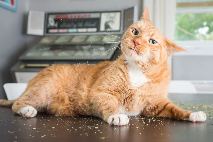 Hago fotos a gatos puestos de nébeda, y es muy divertido (19 imágenes)