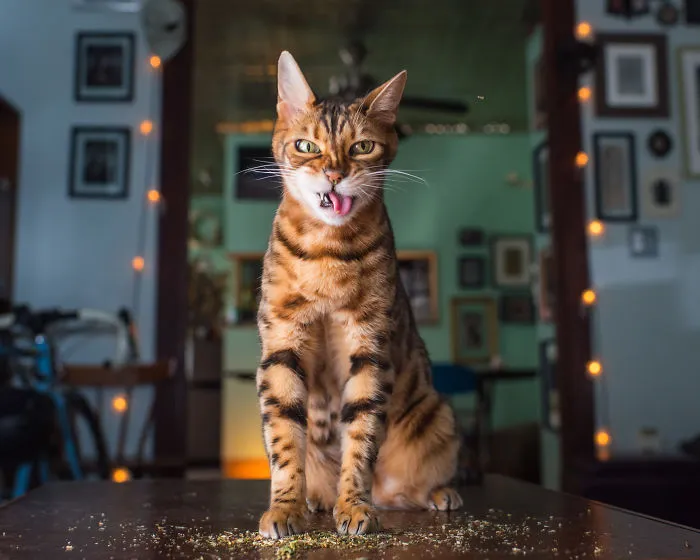Hago fotos a gatos puestos de nébeda, y es muy divertido (19 imágenes)