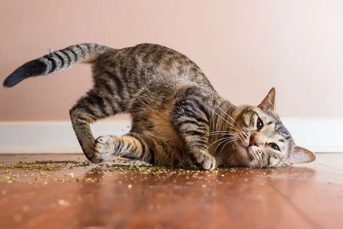 I Take Photos Of Cats High On Catnip, And It's Sooo Much Fun (19 Pics)