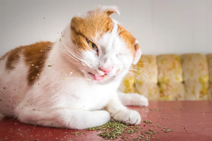 Hago fotos a gatos puestos de nébeda, y es muy divertido (19 imágenes)