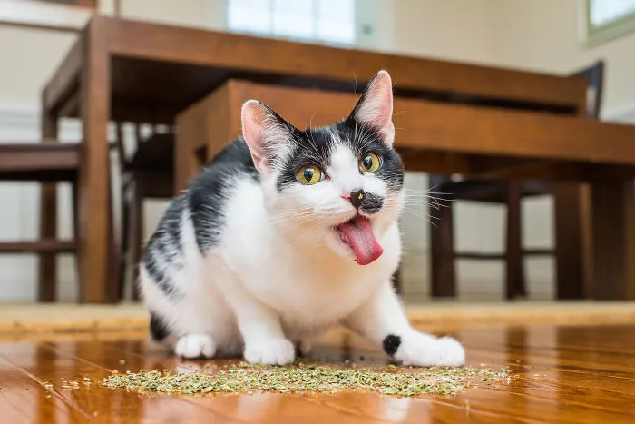 Hago fotos a gatos puestos de nébeda, y es muy divertido (19 imágenes)