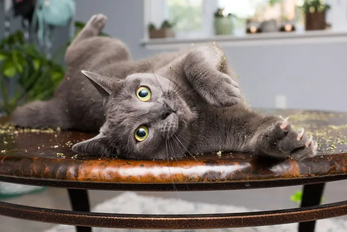 Hago fotos a gatos puestos de nébeda, y es muy divertido (19 imágenes)