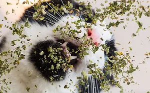 I Take Photos Of Cats High On Catnip, And It's Sooo Much Fun (19 Pics)