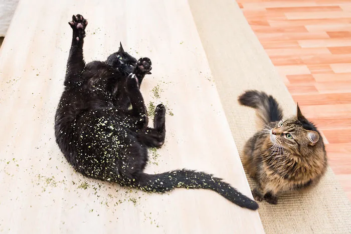 Hago fotos a gatos puestos de nébeda, y es muy divertido (19 imágenes)