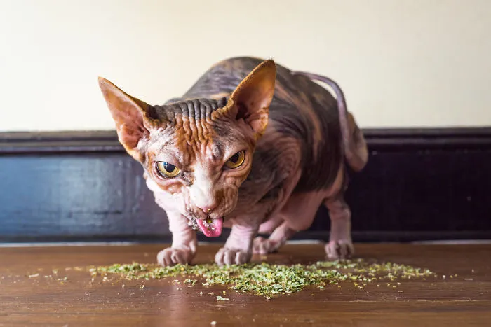 Hago fotos a gatos puestos de nébeda, y es muy divertido (19 imágenes)
