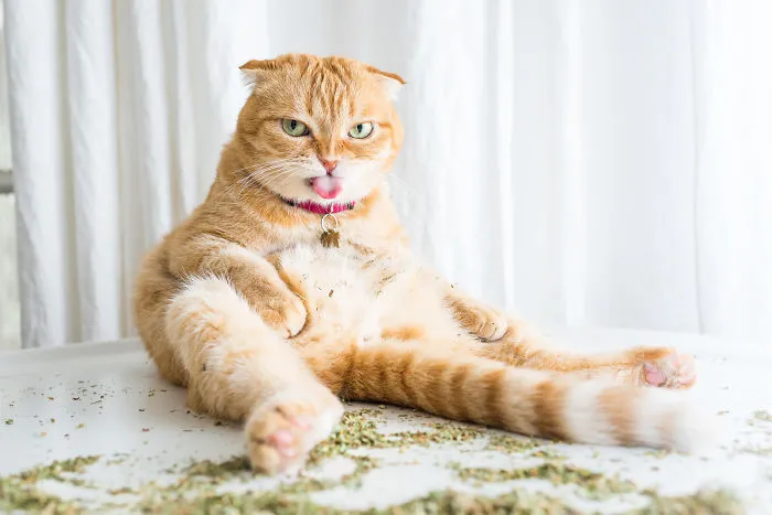 Hago fotos a gatos puestos de nébeda, y es muy divertido (19 imágenes)