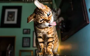 I Take Photos Of Cats High On Catnip, And It's Sooo Much Fun (19 Pics)