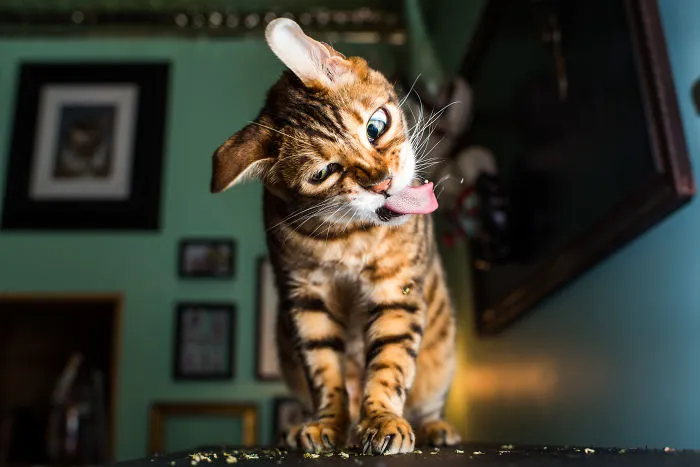 Hago fotos a gatos puestos de nébeda, y es muy divertido (19 imágenes)