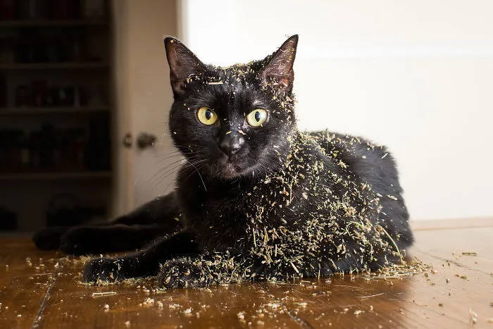 Hago fotos a gatos puestos de nébeda, y es muy divertido (19 imágenes)