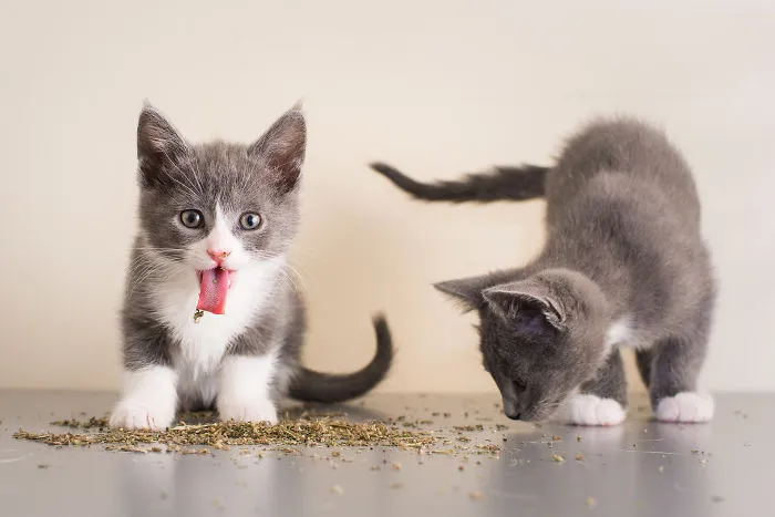 Hago fotos a gatos puestos de nébeda, y es muy divertido (19 imágenes)
