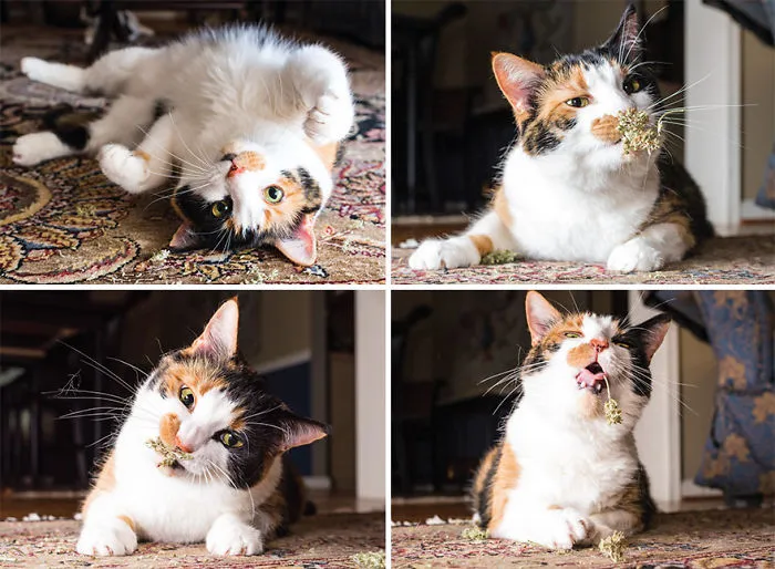 Hago fotos a gatos puestos de nébeda, y es muy divertido (19 imágenes)