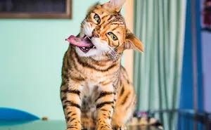 I Take Photos Of Cats High On Catnip, And It's Sooo Much Fun (19 Pics)